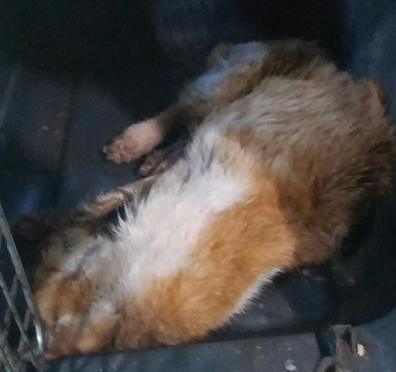 종료(자연사) 한국…